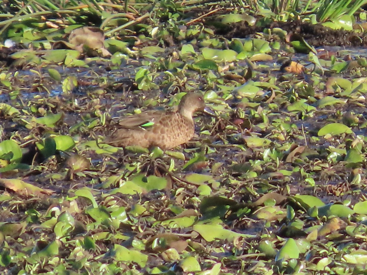 Чирянка світлогорла - ML646287204