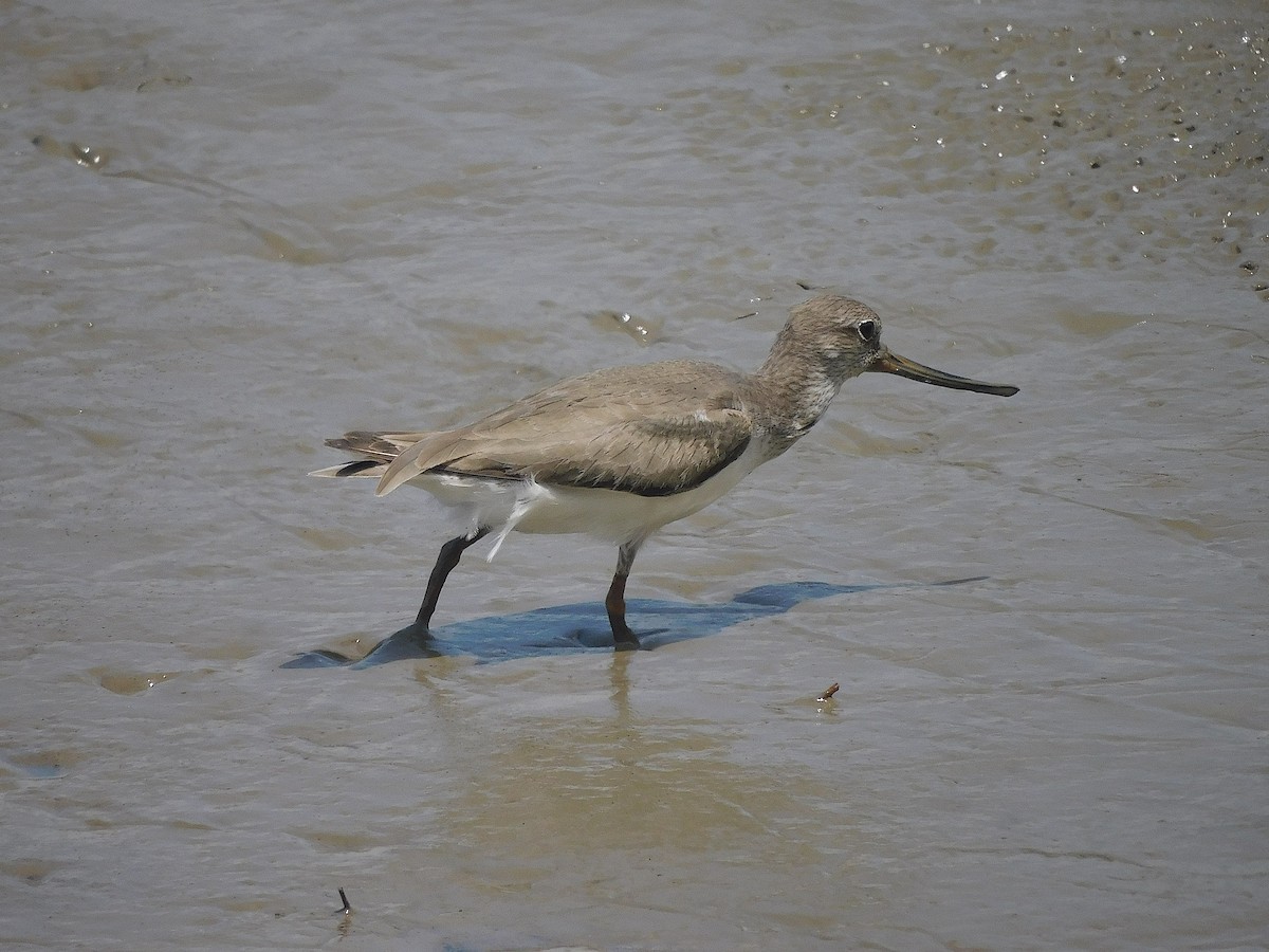 Мородунка - ML646287205