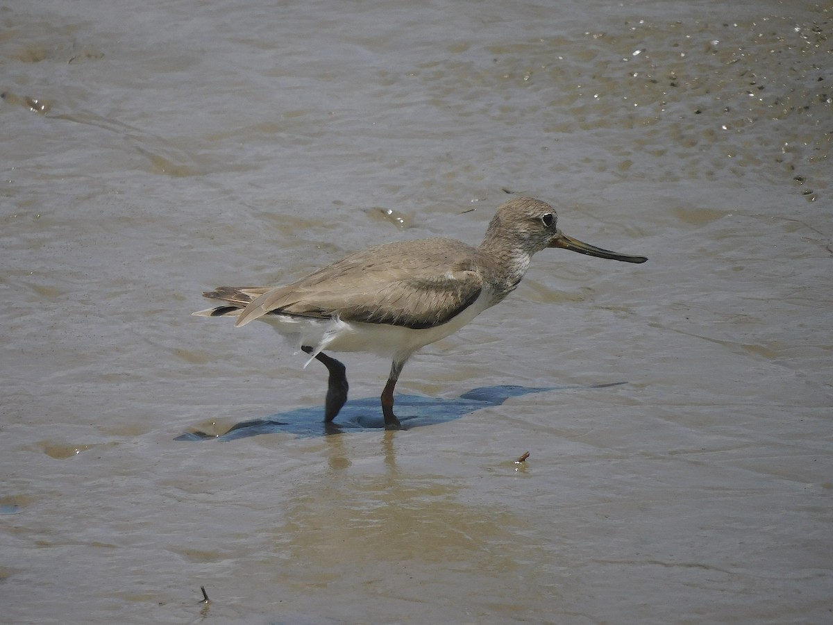 Terek Sandpiper - ML646287206