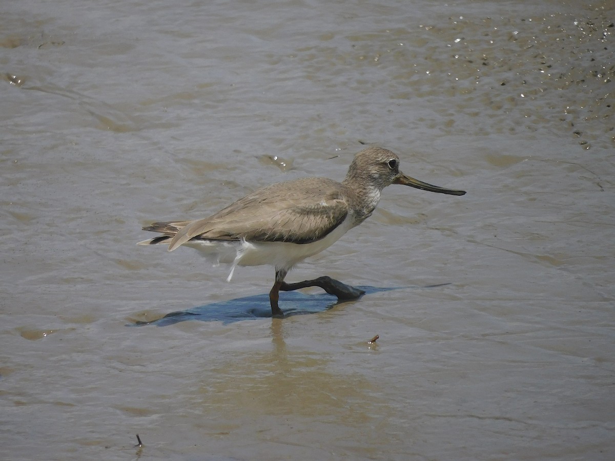 Мородунка - ML646287207