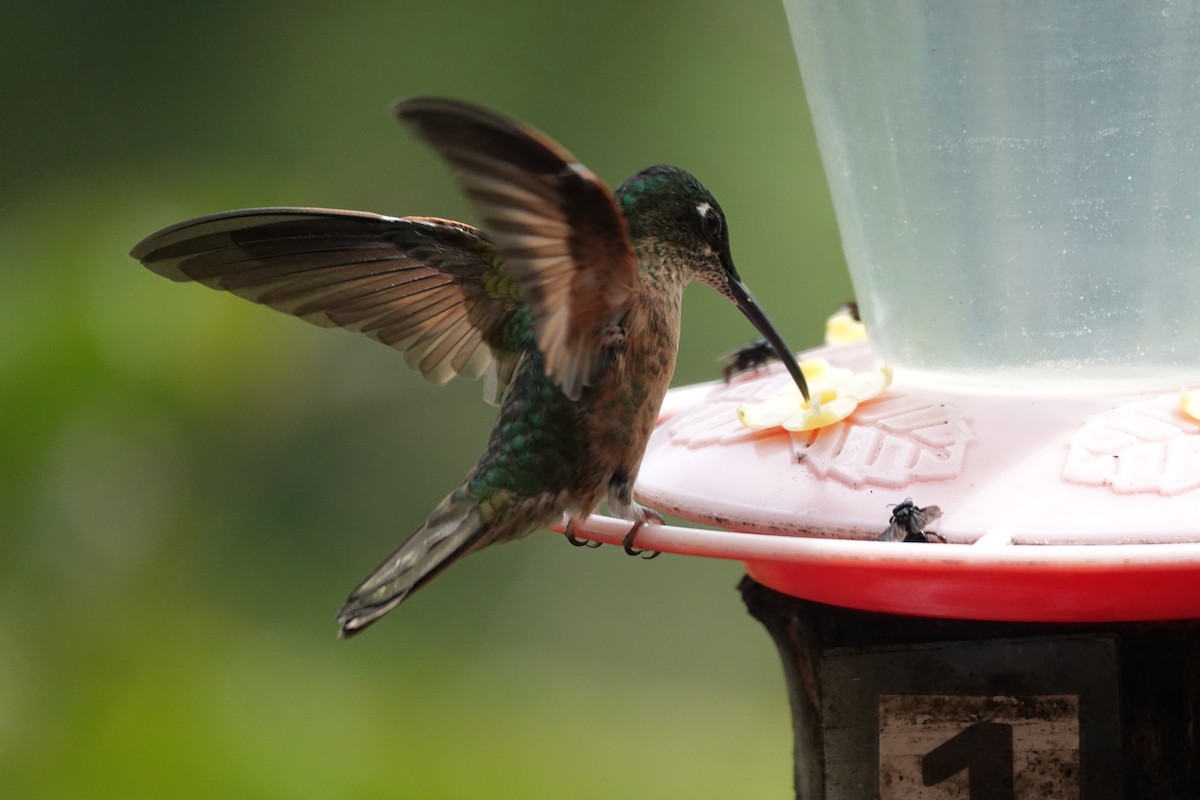 Колібрі-діамант рубіновогорлий - ML646287210