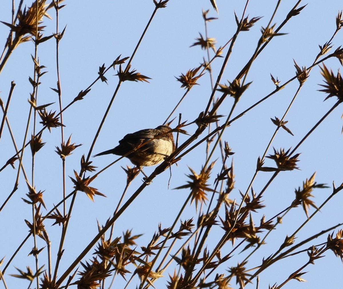 Мунія гострохвоста - ML646287211