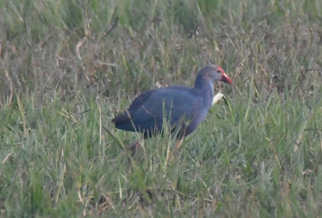 Султанка сіроголова - ML646287212