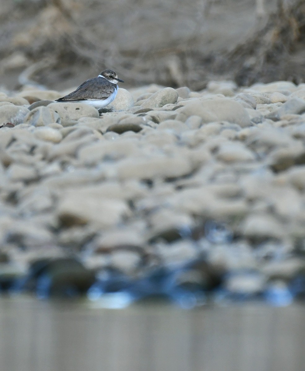 Пісочник усурійський - ML646287213