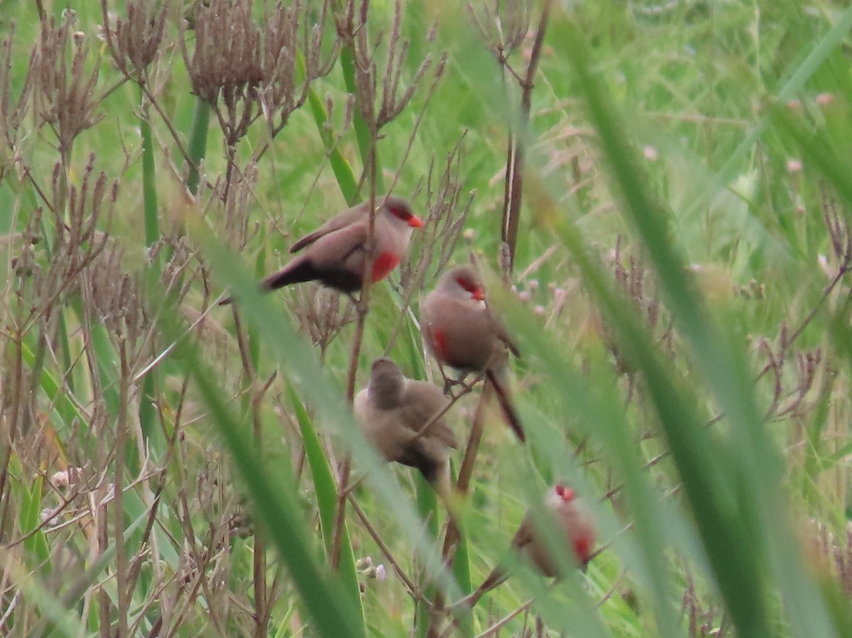 Астрильд смугастий - ML646287219