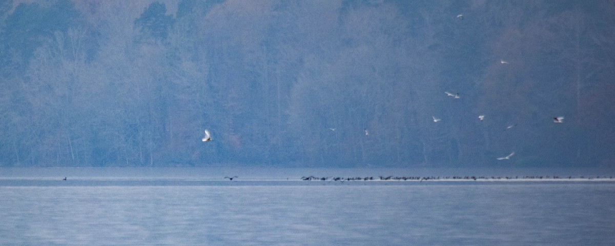 Баклан вухатий - ML646287221