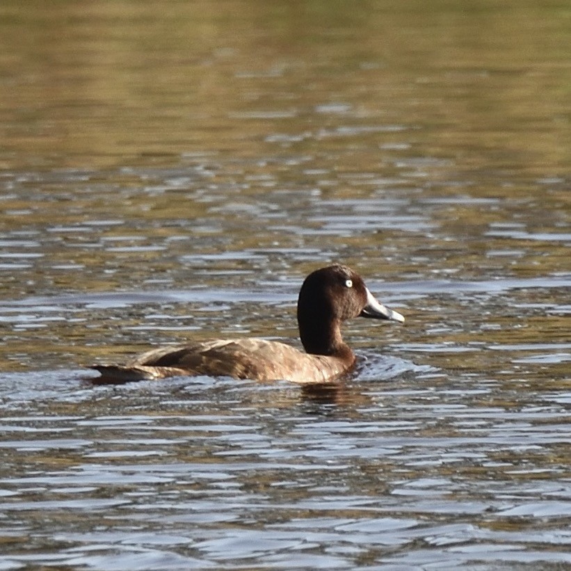 Чернь австралійська - ML646287222