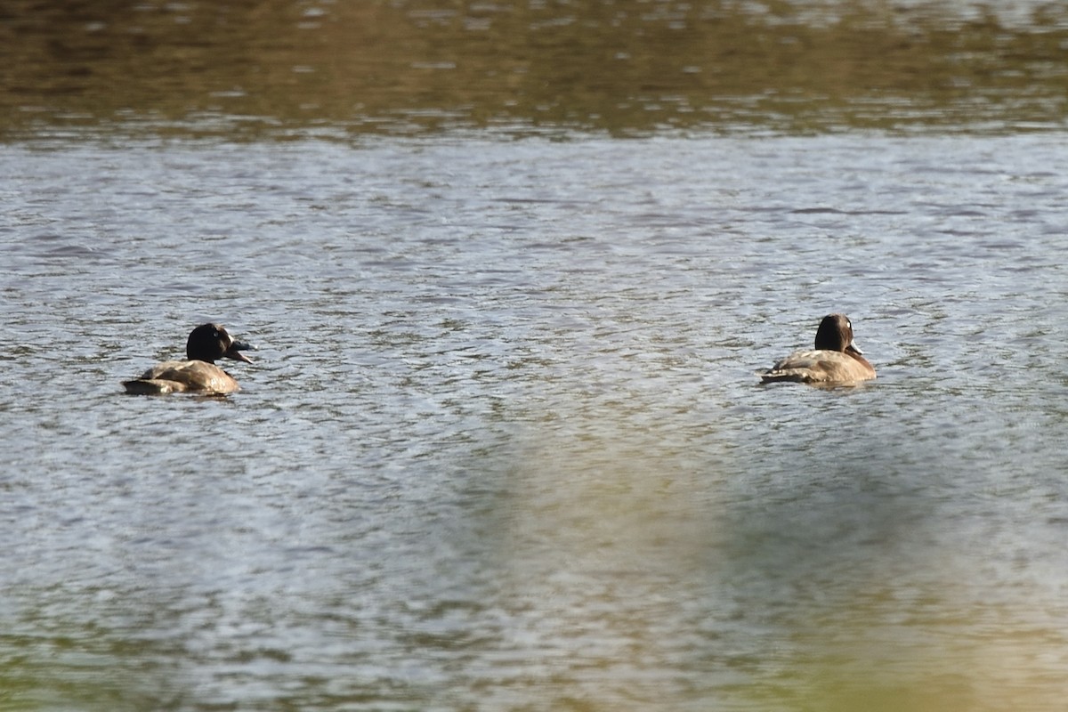 Чернь австралійська - ML646287223