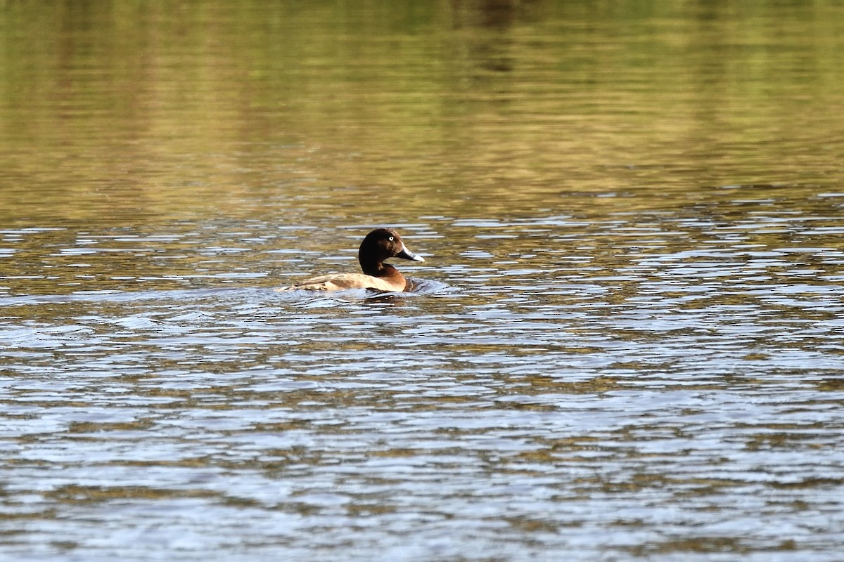 Чернь австралійська - ML646287224