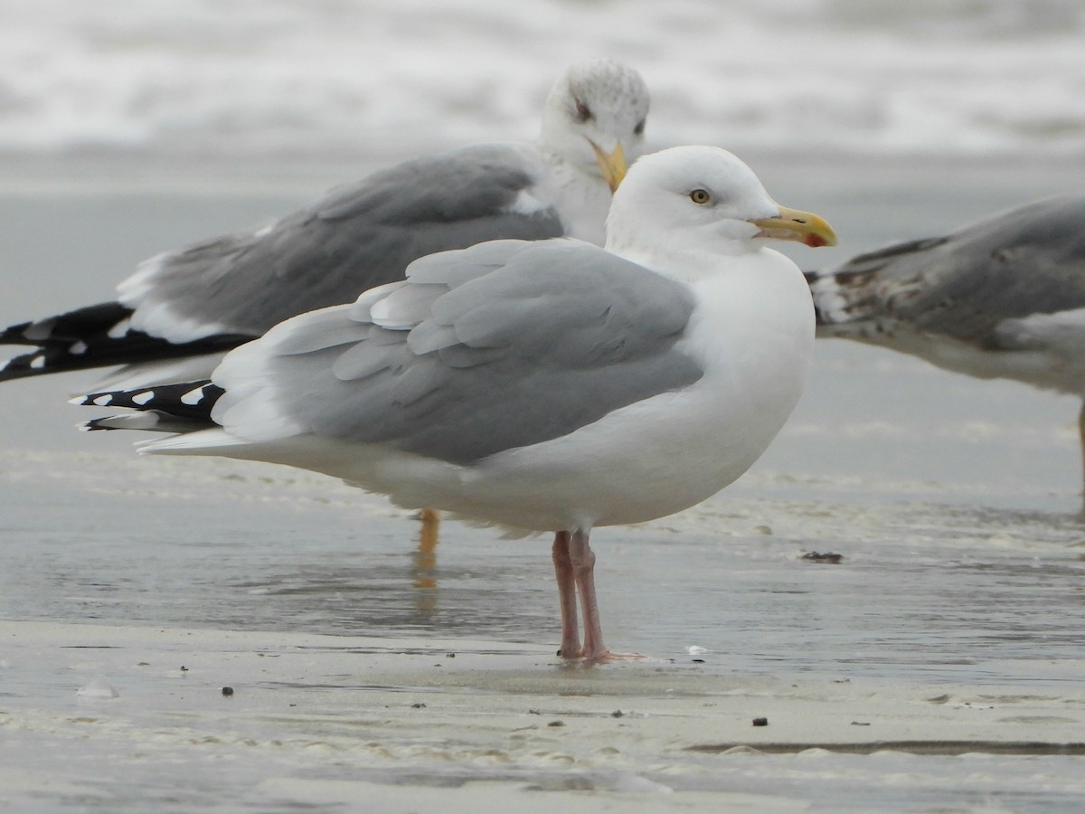 American Herring Gull - ML646287225