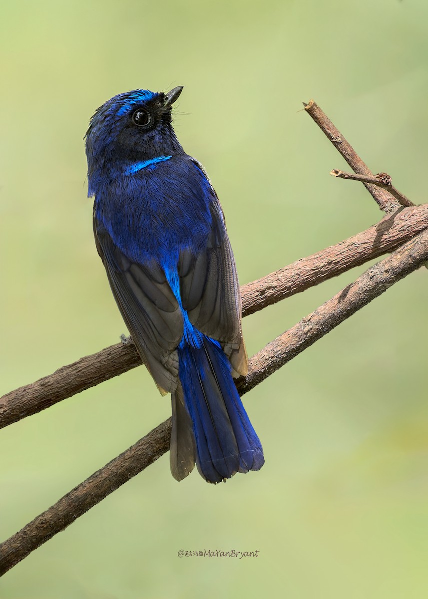 Нільтава мала - ML646287226