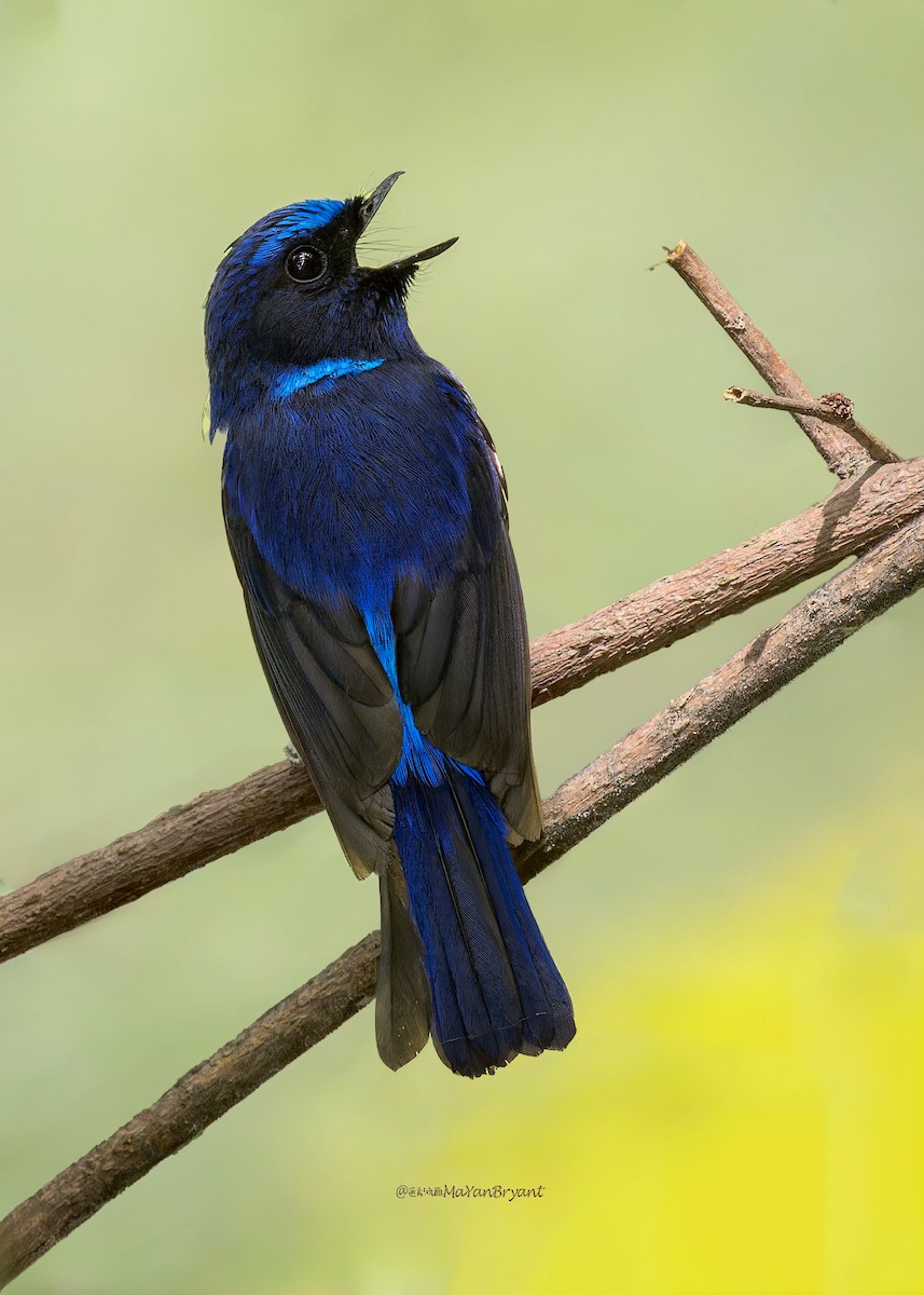 Нільтава мала - ML646287227