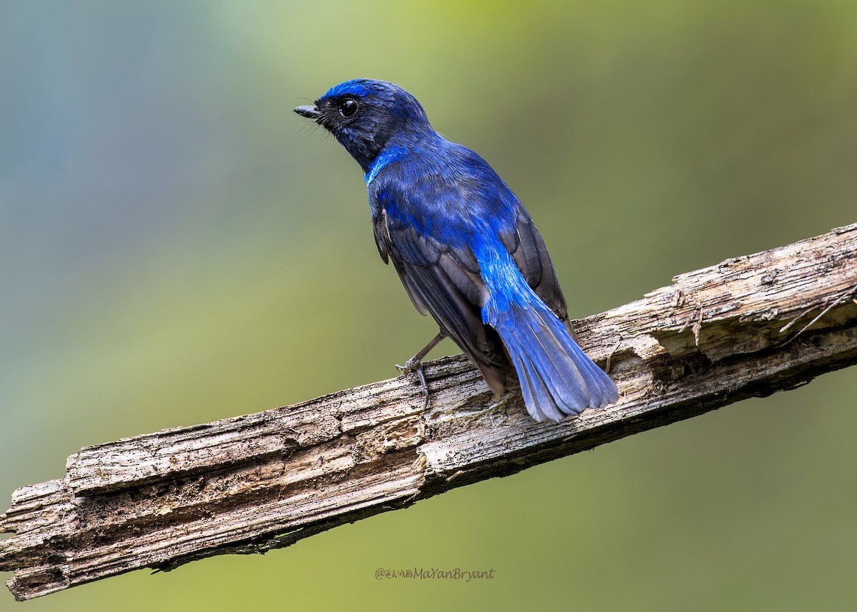 Нільтава мала - ML646287228