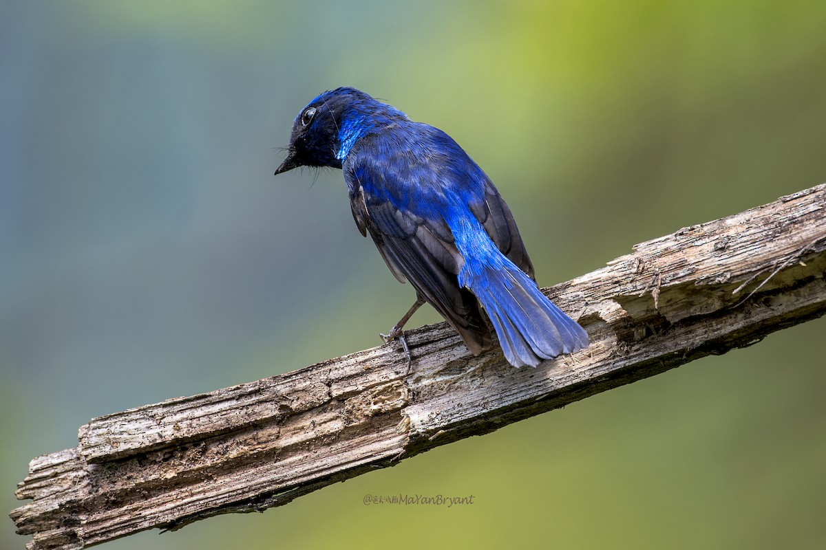 Нільтава мала - ML646287229