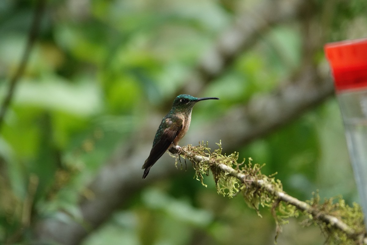 Колібрі-діамант колумбійський - ML646287230