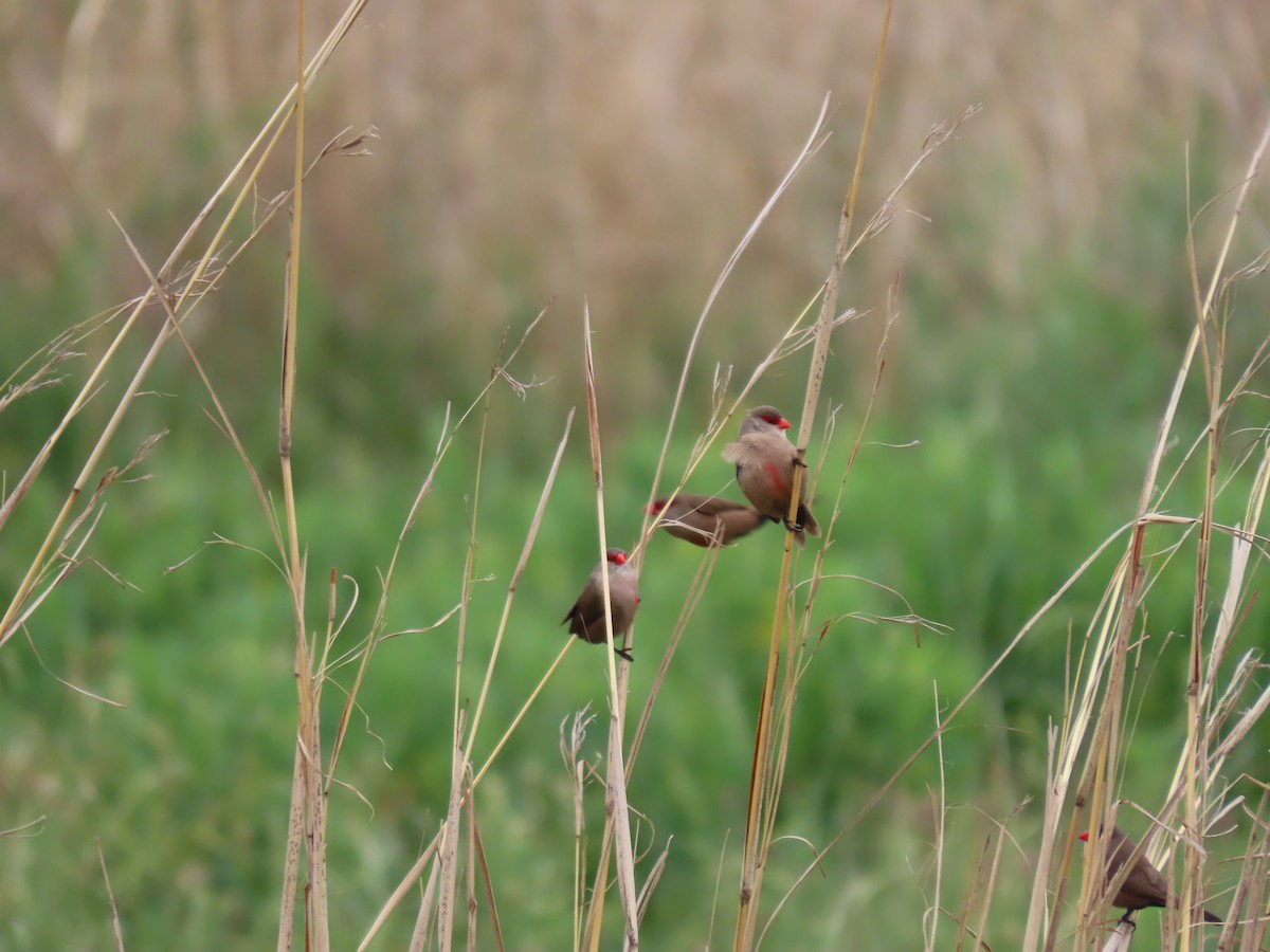 Астрильд смугастий - ML646287231
