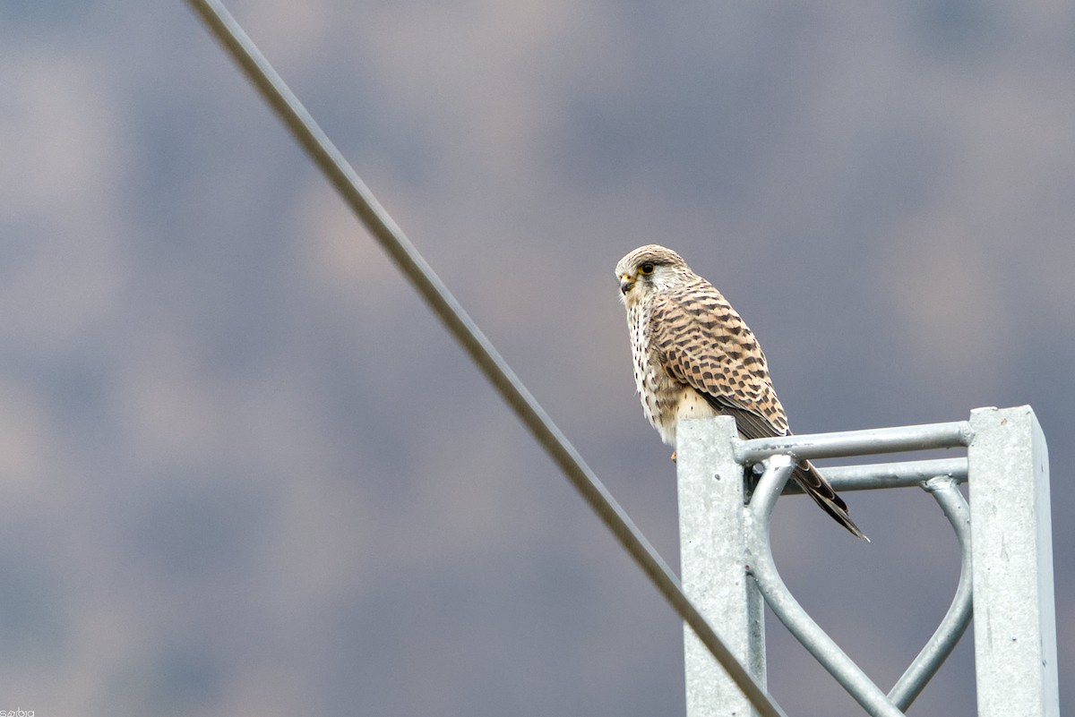 Боривітер звичайний - ML646287232