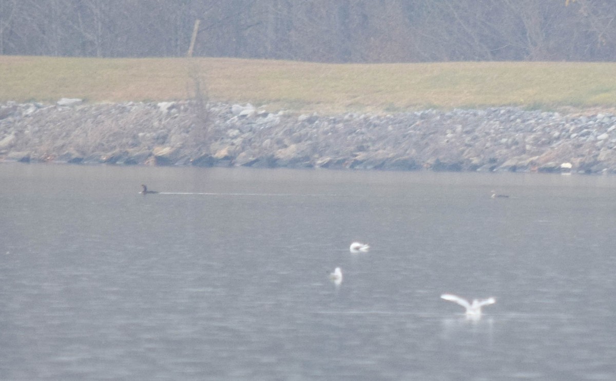 Баклан вухатий - ML646287233