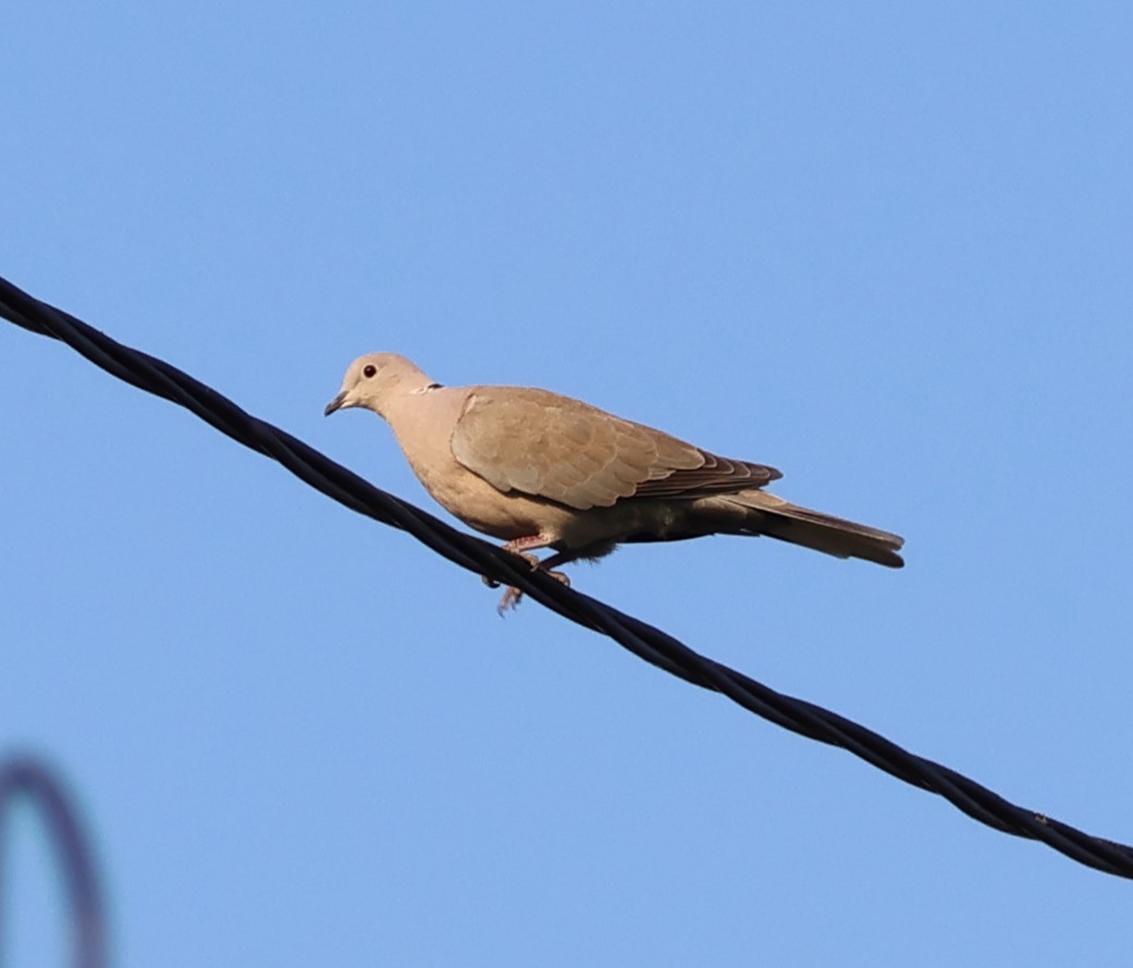 Горлиця садова - ML646287234