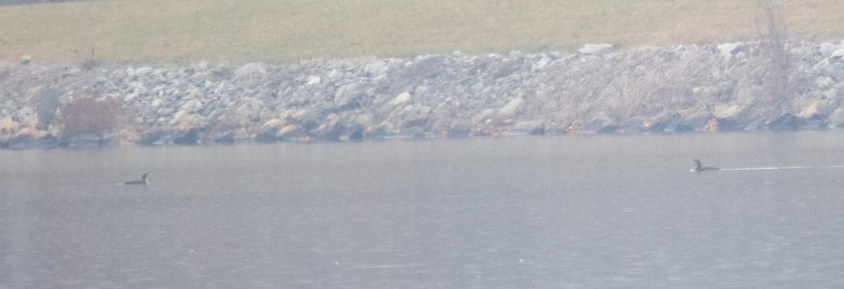 Баклан вухатий - ML646287235