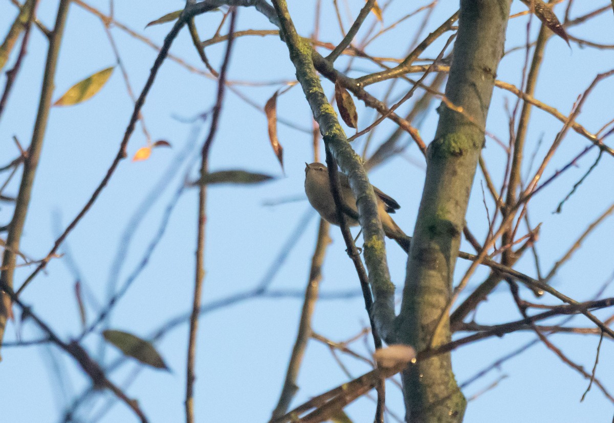 Вівчарик-ковалик - ML646287236