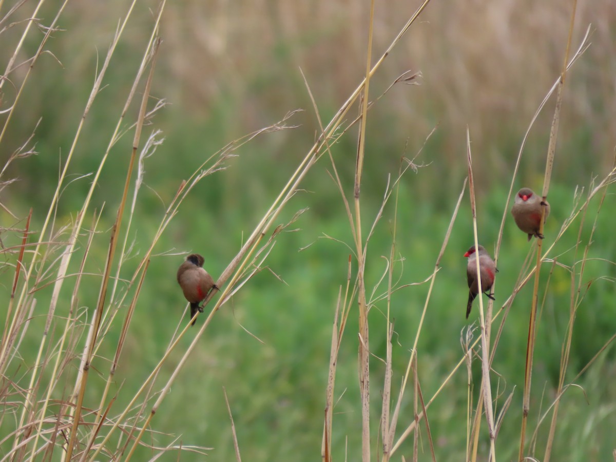 Астрильд смугастий - ML646287237