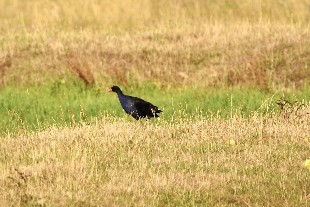 Султанка австралійська - ML646287238