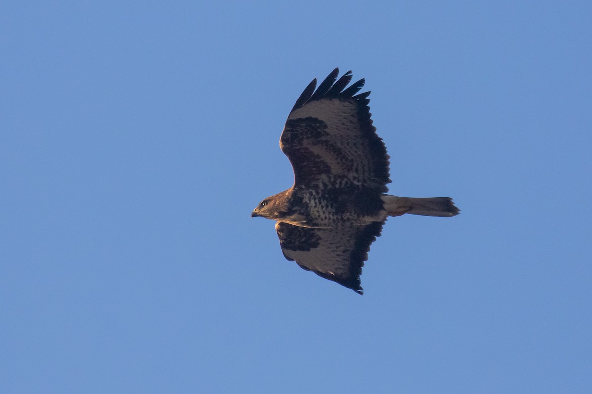 Канюк звичайний - ML646287239