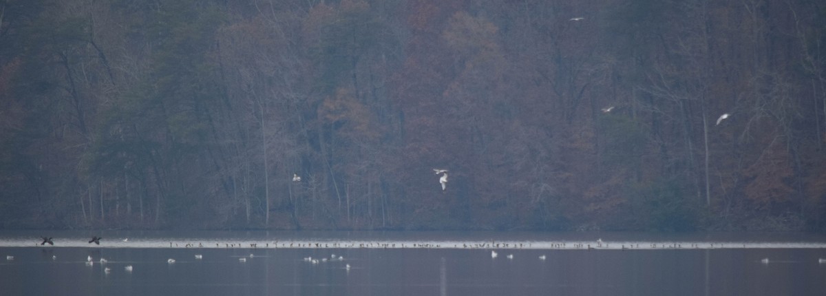 Баклан вухатий - ML646287240