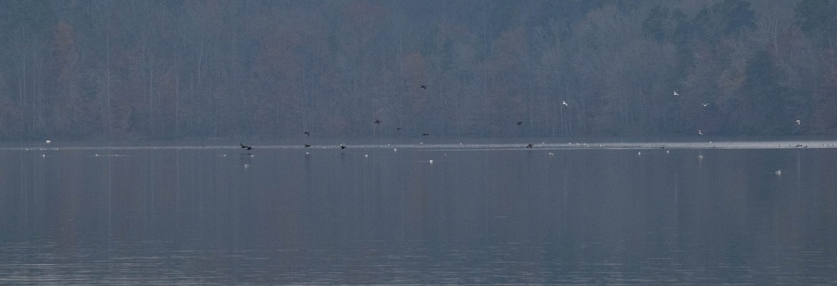 Баклан вухатий - ML646287241