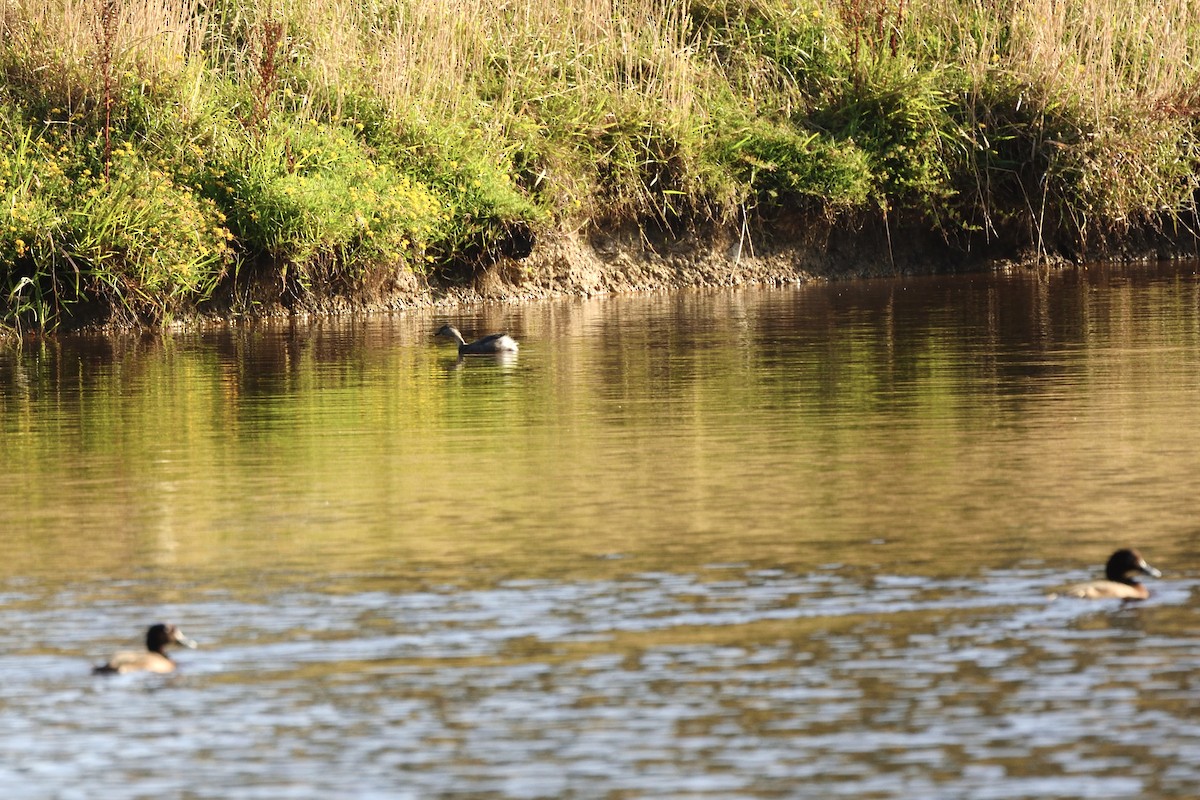 Пірникоза сивоголова - ML646287243