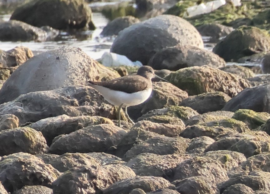 Common Sandpiper - ML646287244