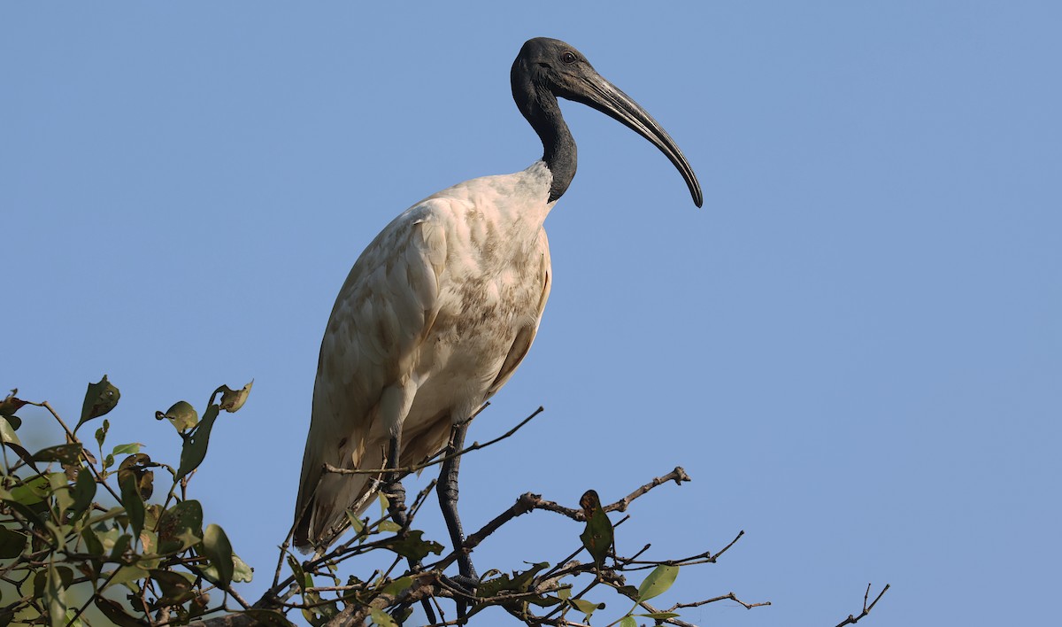 Oriyental Kutsal Aynağı - ML646287247