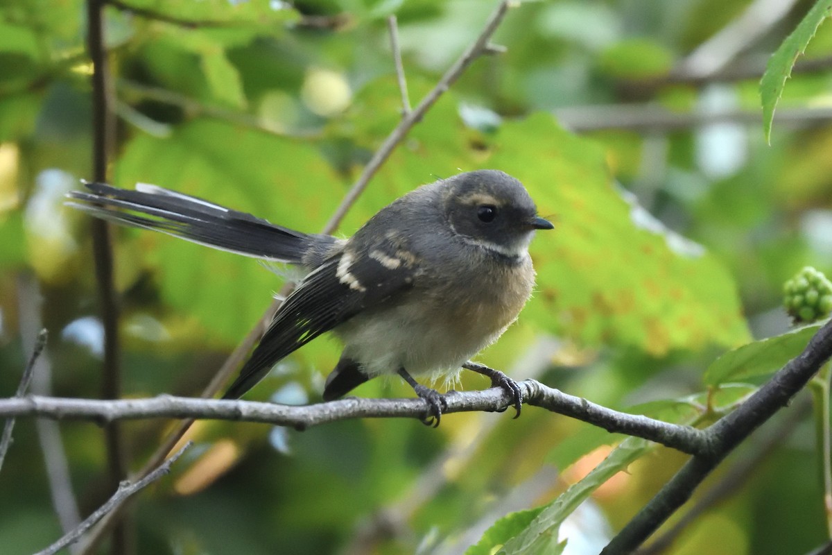 Gray Fantail - ML646287253