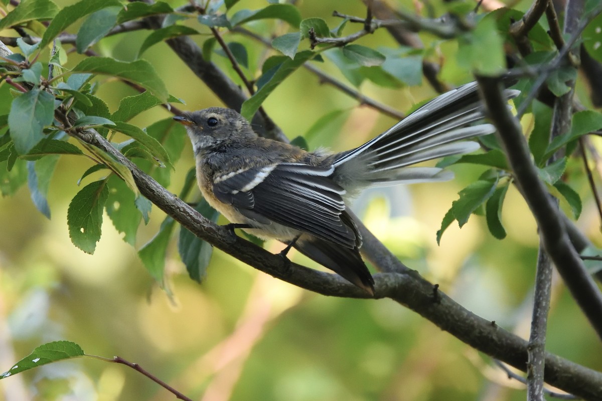 Gray Fantail - ML646287254