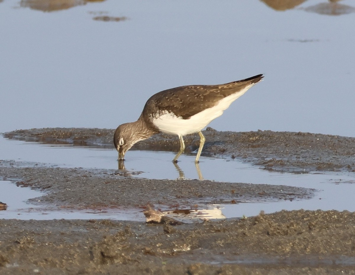 Green Sandpiper - ML646287256