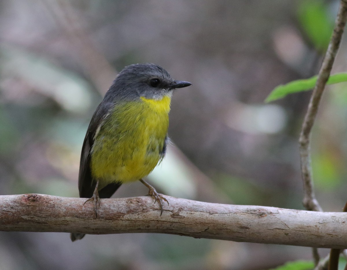 Petroica Amarilla - ML646287279