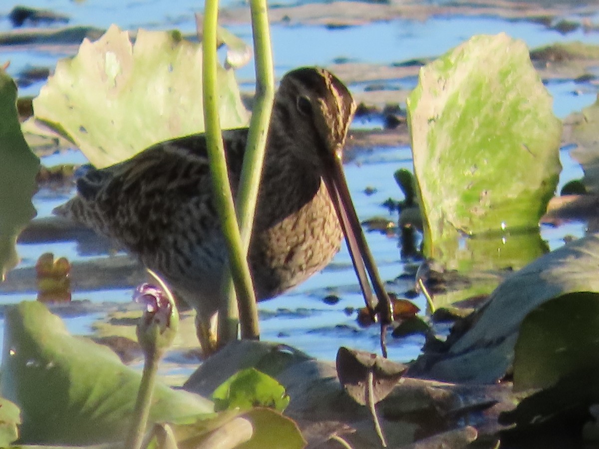 Latham's Snipe - ML646287282