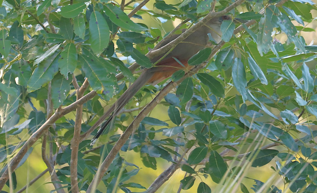Great Lizard-Cuckoo - ML646287283