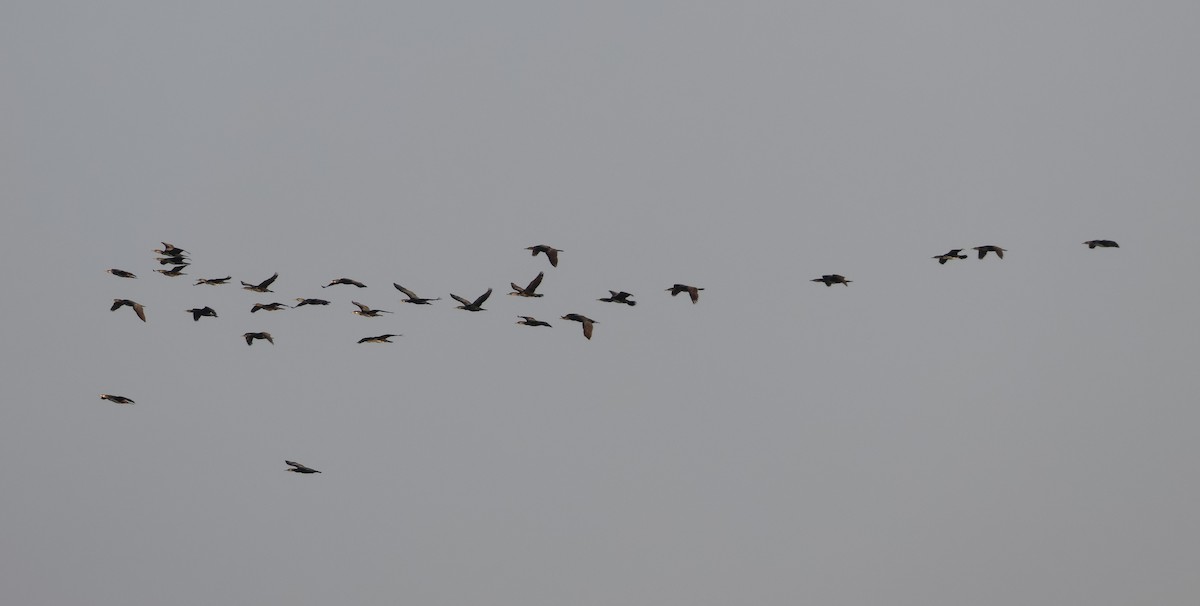 Great Cormorant - ML646287284