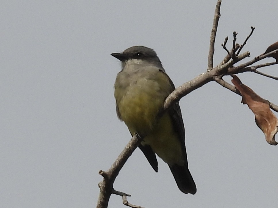Cassin's Kingbird - ML646287285
