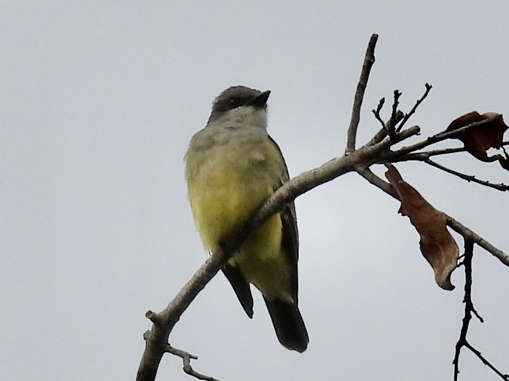 Cassin's Kingbird - ML646287286