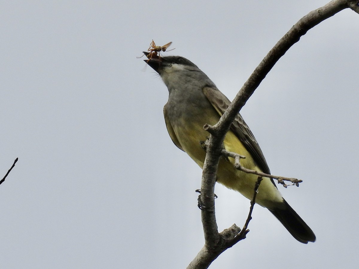 Cassin's Kingbird - ML646287287