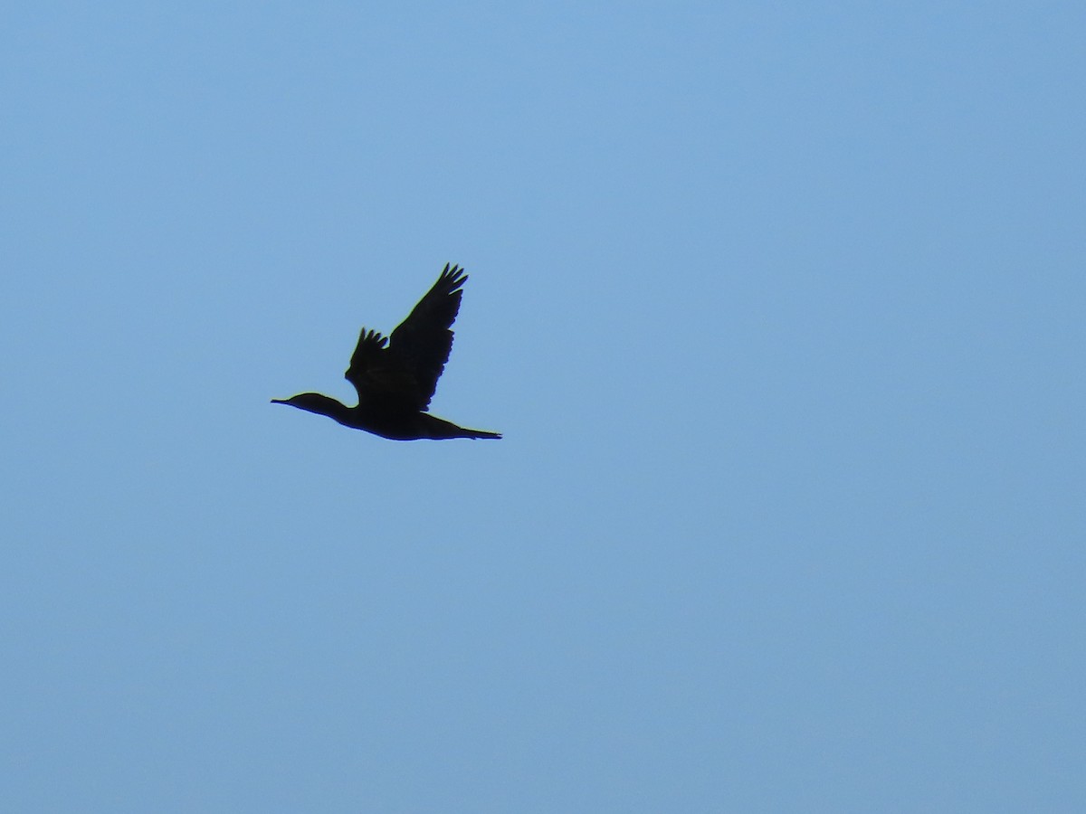 Little Black Cormorant - ML646287299