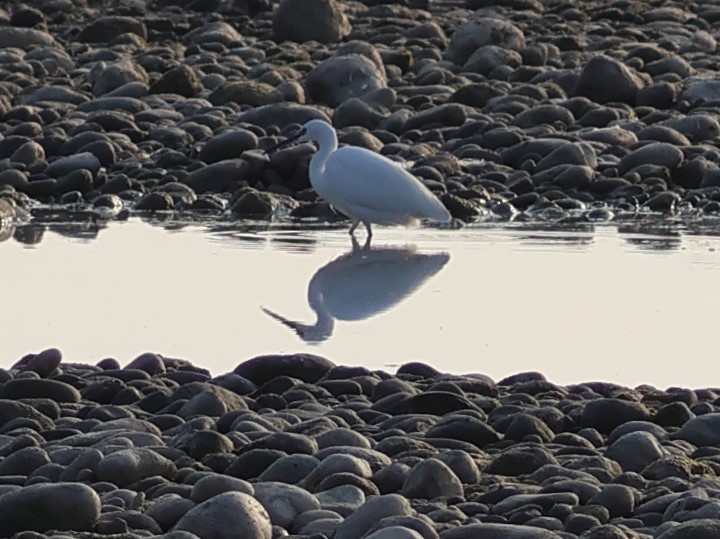 Little Egret - ML646287304