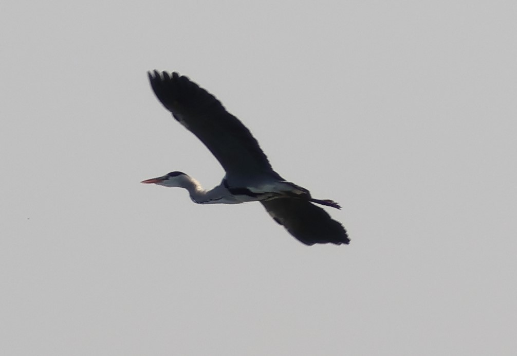 Gray Heron - ML646287307