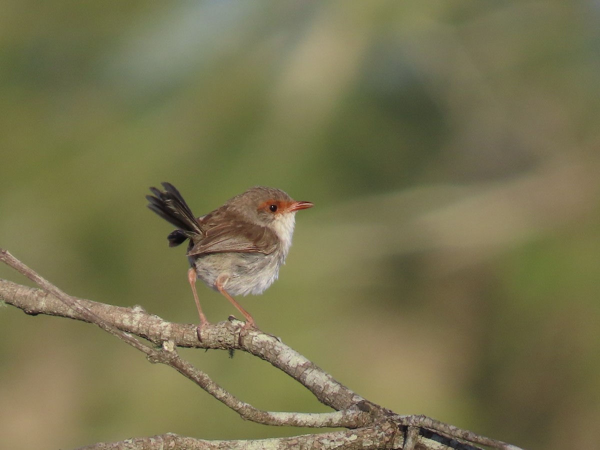 Superb Fairywren - ML646287309