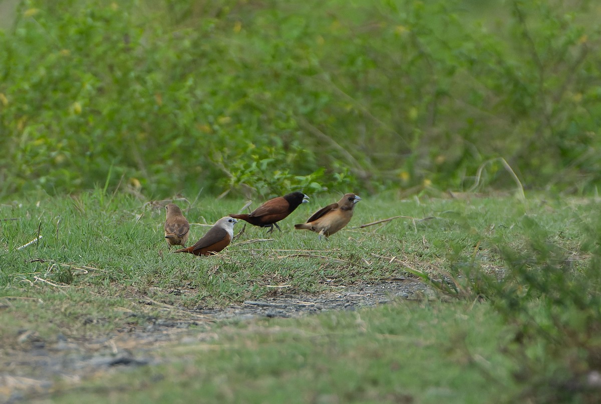 Pale-headed Munia - ML646287310