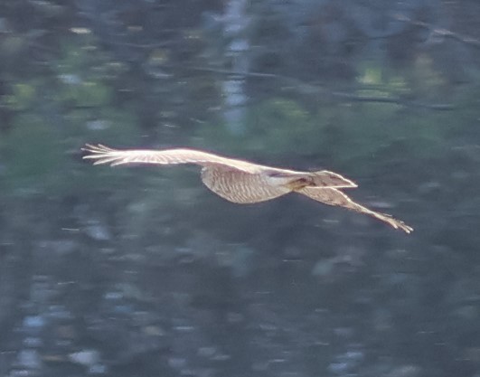 Eurasian Sparrowhawk - ML646287319