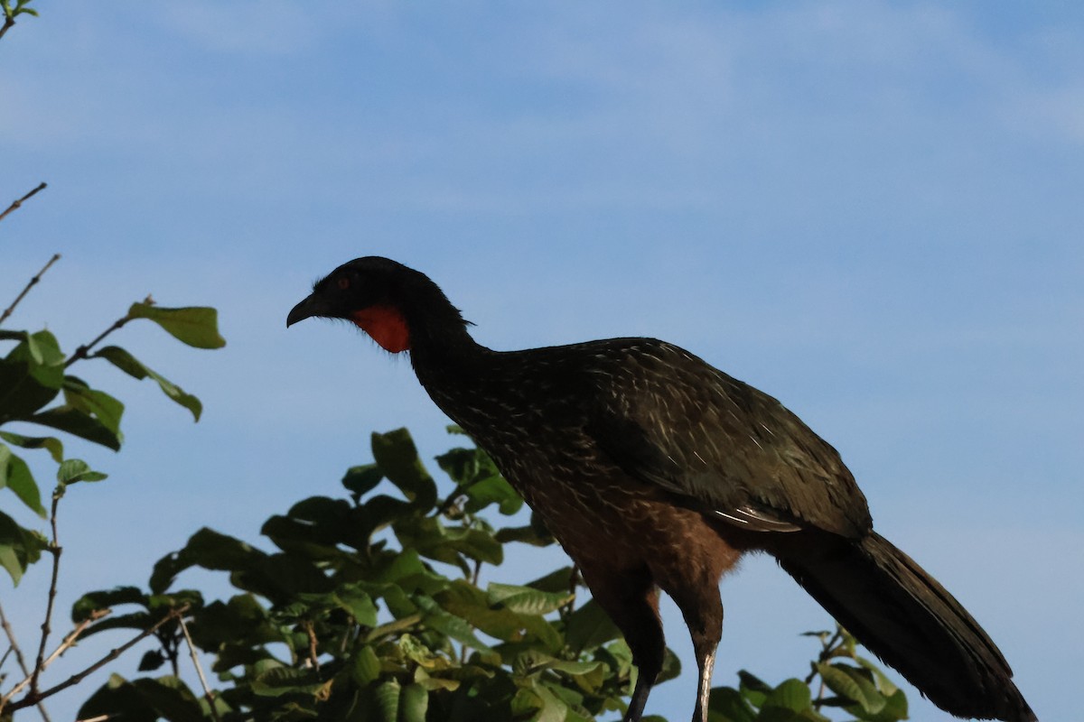 Dusky-legged Guan - ML646287327